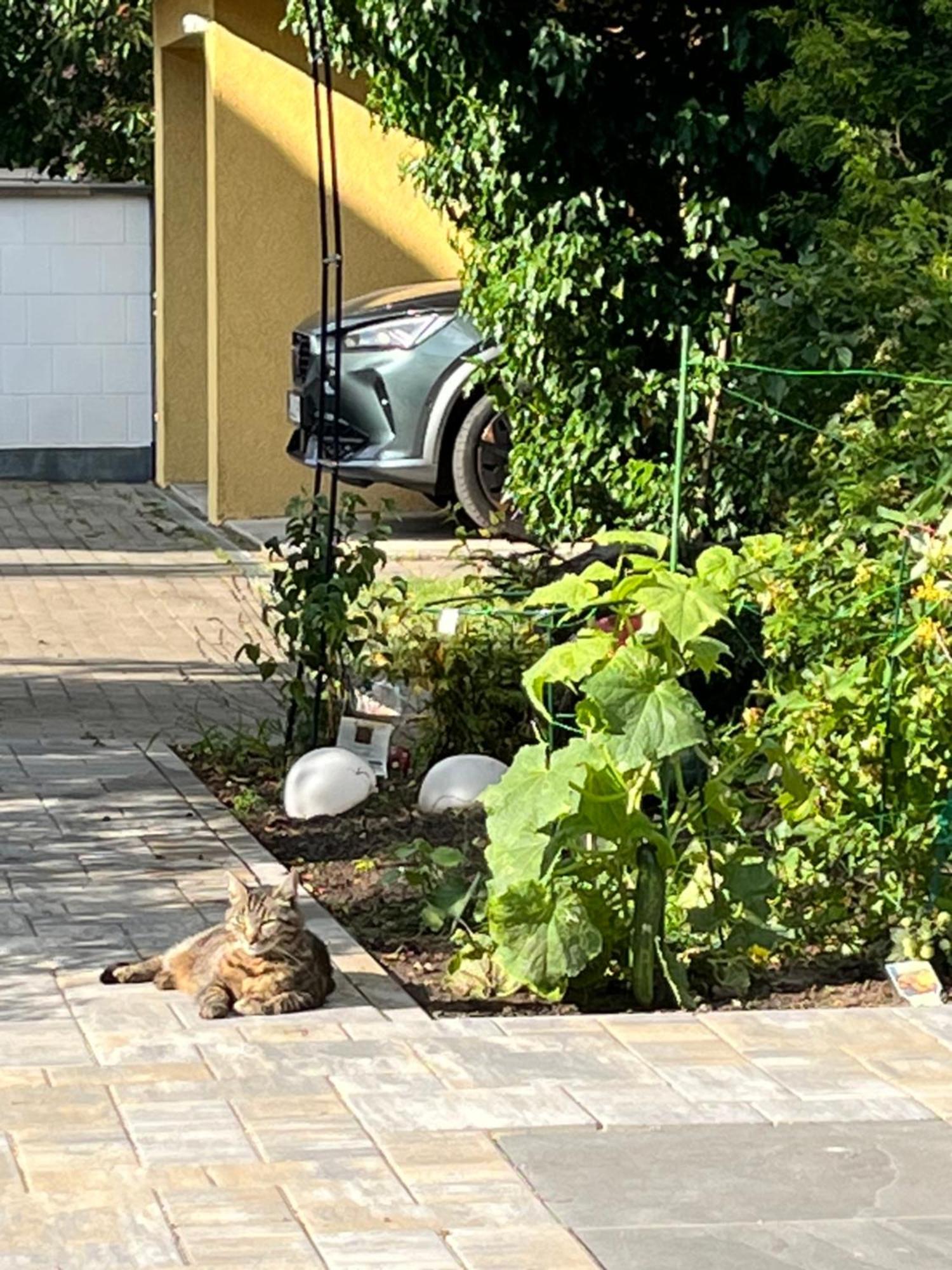 Apartament Elbidyll Magdeburg Zewnętrze zdjęcie